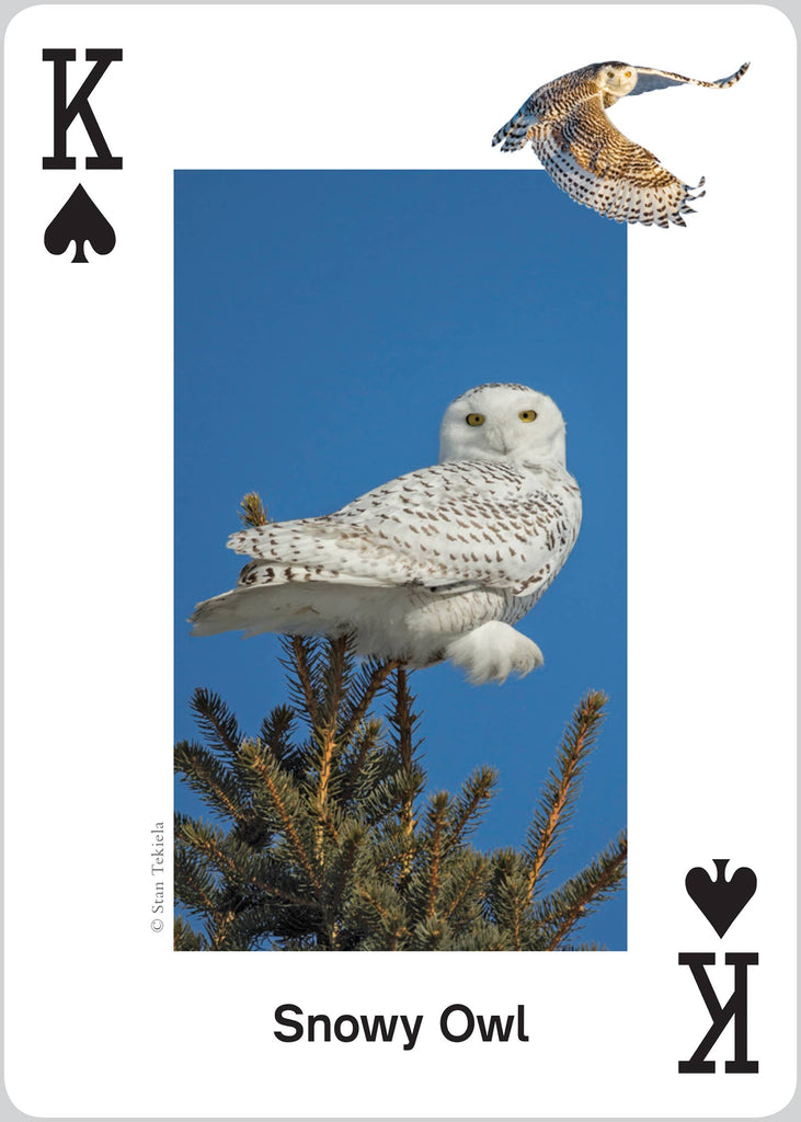 Raptors Playing Cards Traditional Games AdventureKEEN [SK]