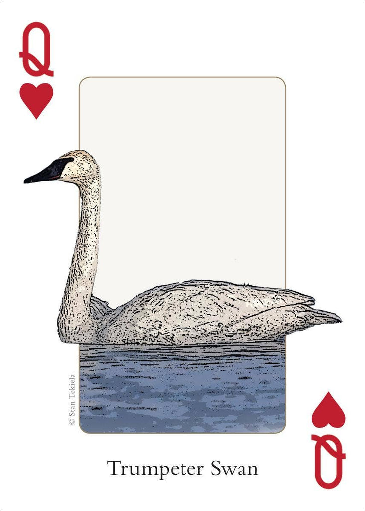 Birds of Midwest Playing Cards Traditional Games AdventureKEEN [SK]