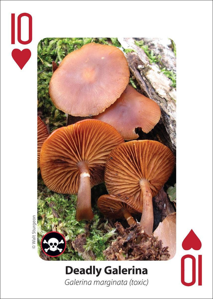 Mushrooms Playing Cards Traditional Games AdventureKEEN [SK]