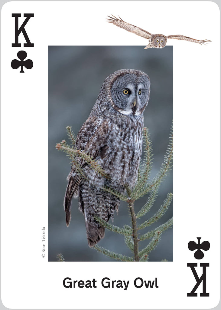 Raptors Playing Cards Traditional Games AdventureKEEN [SK]