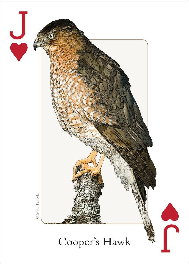 Birds of Midwest Playing Cards Traditional Games AdventureKEEN [SK]