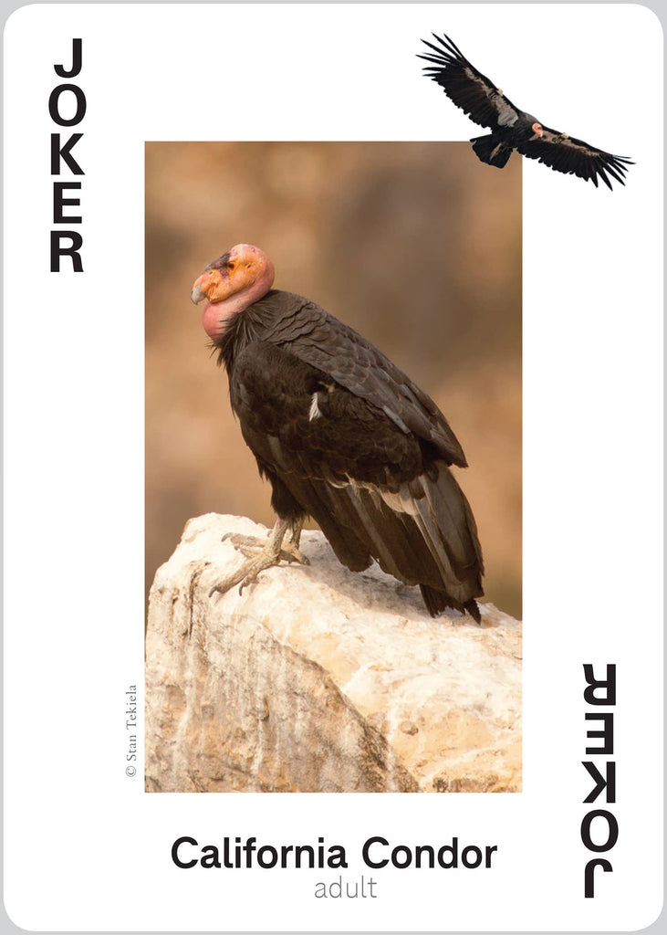 Raptors Playing Cards Traditional Games AdventureKEEN [SK]