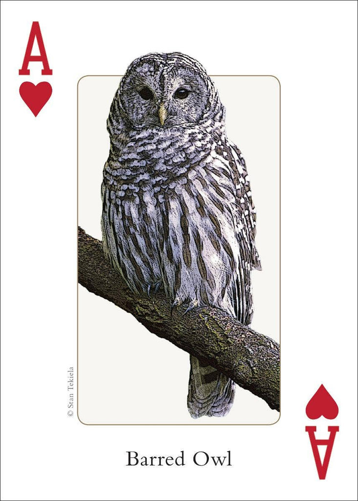 Birds of Midwest Playing Cards Traditional Games AdventureKEEN [SK]